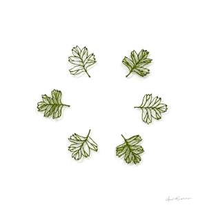 Fairy Circle by Anna Hutchinson