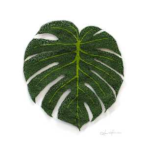 Monstera Deliciosa I by Anna Hutchinson