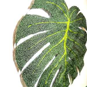 Monstera Deliciosa I by Anna Hutchinson  Image: Monstera Deliciosa I from side