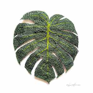 Monstera Deliciosa I by Anna Hutchinson 