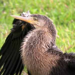 Kindred by Deanna Morse