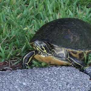 An Animator's Guide to Everglades National Park by Karl Staven