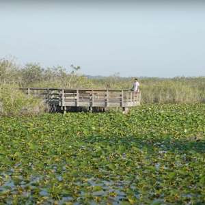 Dream Variations in the Wild by Kunya Rowley