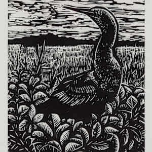 Anhinga at Shark Valley by Mollie Doctrow