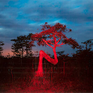 Untitled by Alan Winslow