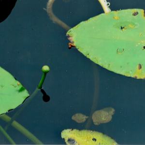 Crinum Americanum Series by Blanca Botero