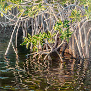 Mangroves by Rebecca Daugherty
