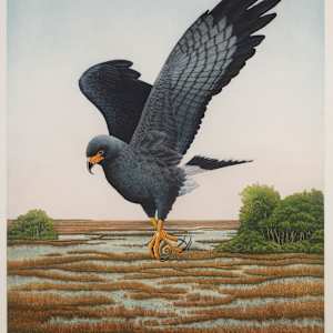 Everglades Snail Kite by John Costin