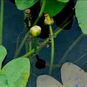 Crinum Americanum Series by Blanca Botero
