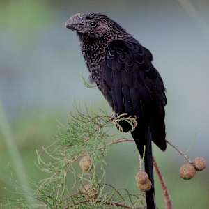 Smooth-billed Ani in Cypress Tree by George Forrest