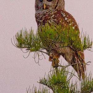 Barred Owl by Mary Keithan