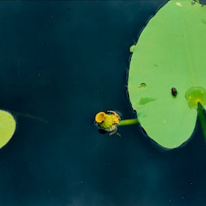 Crinum Americanum Series by Blanca Botero
