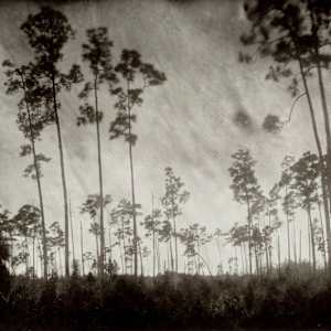 Pinelands by Lisa Elmaleh