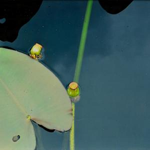 Crinum Americanum Series by Blanca Botero