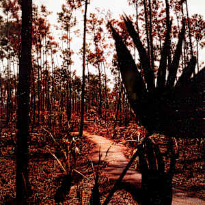 Pinelands I by Abigail Mouw, Michael Mouw