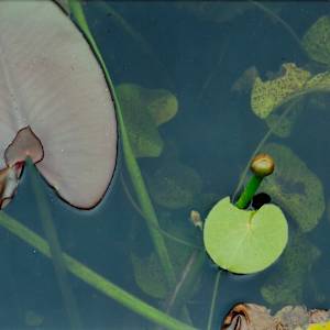 Crinum Americanum Series by Blanca Botero