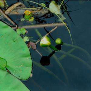 Crinum Americanum Series by Blanca Botero