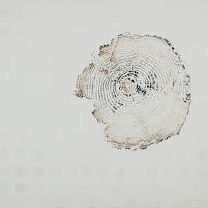 Everglades Burnt Pineland/Stump III by Nick Gilmore