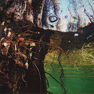 Spanish Moss by Karen Glaser