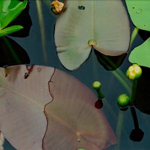 Crinum Americanum Series by Blanca Botero