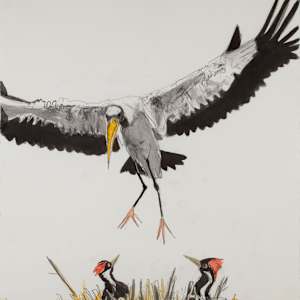 Wood Stork Over Nest by Jules Buck Jones