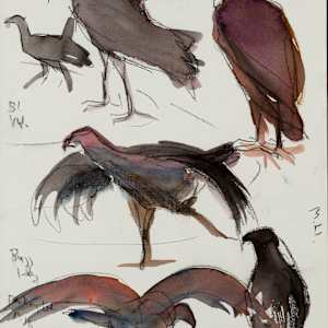 Vultures by Shannon Bueker