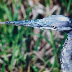 Great Blue Heron by Darlene Harris