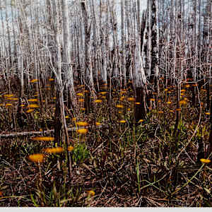 Daisey Dome 2 by Danielle Austen