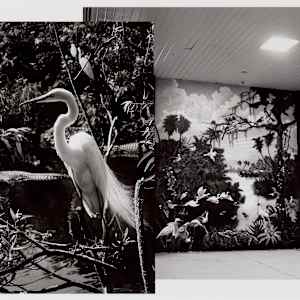 Florida Everglades Study by Krista Elrick