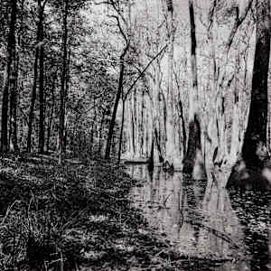 The Meeting of Pine and Cypress, Old Natchez Trace Trail Milepost 122 by Krista Elrick