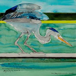 Great Blue Heron on the Anhinga Trail by Frank Duval