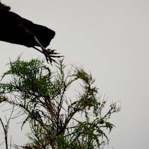 Flight by Susan Silas