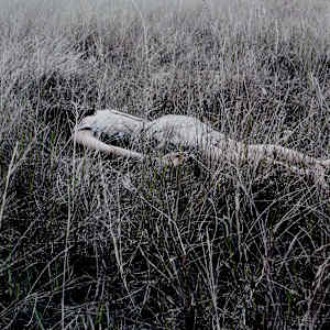 Untitled (#10 from the The Body Present series) by Ana Mendez