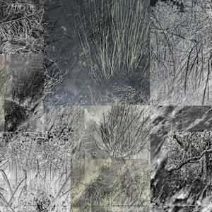 Everglades Undone by Meg Ojala