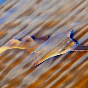 Sawfish by Jason Stemple