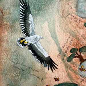 Great Eagles at Parker River by Dr Phillip B. Roös, Image 2.