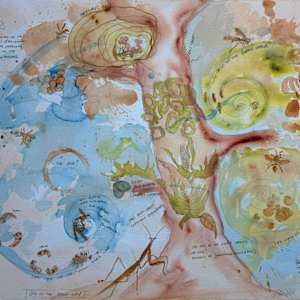 Life of the Paper Wasp by Dr Phillip B. Roös, Image 1.