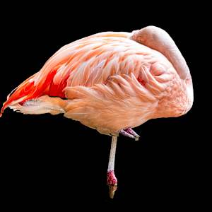 Flamingo on Black by Stephen Silverberg