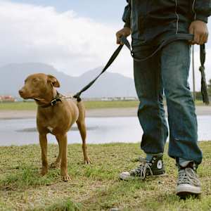 ‘Chico' by Danielle-Raye  Bischoff