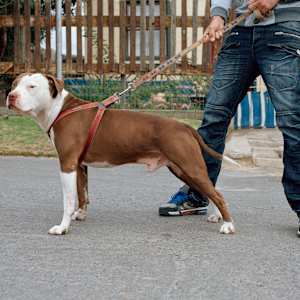 ‘Havoc' by Danielle-Raye  Bischoff