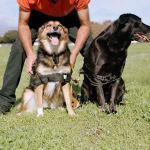 “Milly & Black Lab' by Danielle-Raye  Bischoff