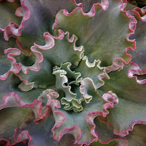 Echeveria 'Giant Blue' by Lora Wood