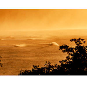 Second Reef Alligators by Daniel Russo