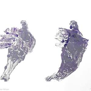 Avian Poetry by Abigail Parker-Wilson