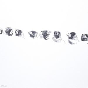 Goldfinch Study #4 by Abigail Parker-Wilson