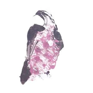 Summer Bird #2 by Abigail Parker-Wilson