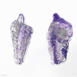 Two Forms in Violet by Abigail Parker-Wilson