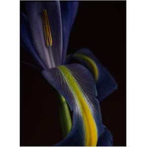 Say Ahhh by Christine Alward