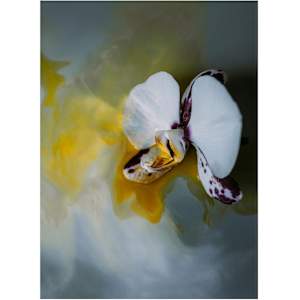 Run Girl, Run by Christine Alward