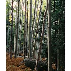 The Commune of  the Aspen Youth by Pam Powell